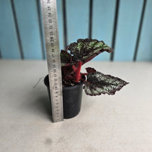 Load image into Gallery viewer, #W23 Begonia Unknown