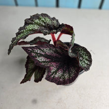Load image into Gallery viewer, #W23 Begonia Unknown