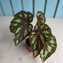 Load image into Gallery viewer, #W20 Begonia Silver Legend