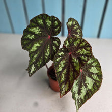 Load image into Gallery viewer, #W20 Begonia Silver Legend