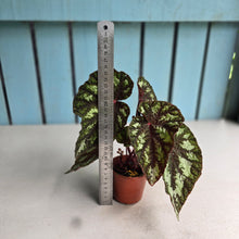 Load image into Gallery viewer, #W20 Begonia Silver Legend