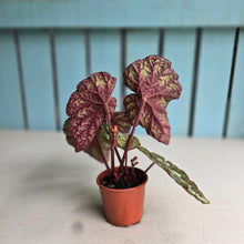 Load image into Gallery viewer, #W20 Begonia Silver Legend