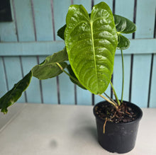Load image into Gallery viewer, #W79 Huge Anthurium Veitchii