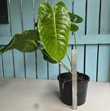 Load image into Gallery viewer, #W79 Huge Anthurium Veitchii