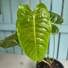Load image into Gallery viewer, #W79 Huge Anthurium Veitchii
