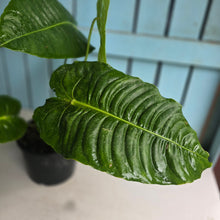Load image into Gallery viewer, #W79 Huge Anthurium Veitchii