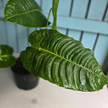 Load image into Gallery viewer, #W79 Huge Anthurium Veitchii