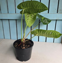 Load image into Gallery viewer, #W79 Huge Anthurium Veitchii