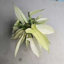 Load image into Gallery viewer, #G34 Multi-headed Philodendron Florida Ghost