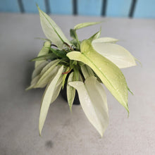 Load image into Gallery viewer, #G34 Multi-headed Philodendron Florida Ghost