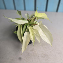 Load image into Gallery viewer, #G34 Multi-headed Philodendron Florida Ghost