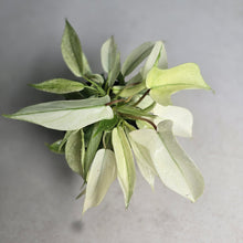 Load image into Gallery viewer, #G34 Multi-headed Philodendron Florida Ghost