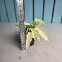 Load image into Gallery viewer, #G34 Multi-headed Philodendron Florida Ghost