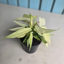 Load image into Gallery viewer, #G34 Multi-headed Philodendron Florida Ghost