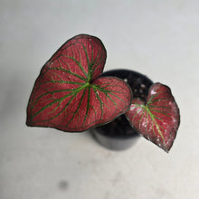 Load image into Gallery viewer, #H10 Caladium