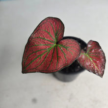 Load image into Gallery viewer, #H10 Caladium