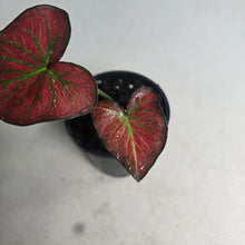 Load image into Gallery viewer, #H10 Caladium