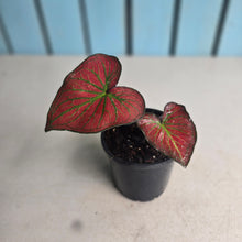 Load image into Gallery viewer, #H10 Caladium