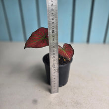 Load image into Gallery viewer, #H10 Caladium