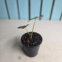 Load image into Gallery viewer, #H10 Caladium
