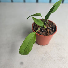Load image into Gallery viewer, #G16 Anthurium Vittarifolium