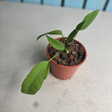 Load image into Gallery viewer, #G16 Anthurium Vittarifolium