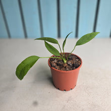 Load image into Gallery viewer, #G16 Anthurium Vittarifolium