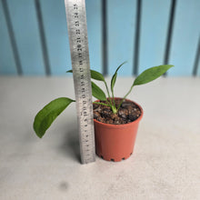Load image into Gallery viewer, #G16 Anthurium Vittarifolium