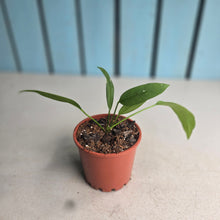 Load image into Gallery viewer, #G16 Anthurium Vittarifolium