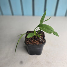 Load image into Gallery viewer, #161 Two x Headed Anthurium Vittarifolium
