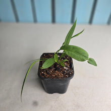 Load image into Gallery viewer, #161 Two x Headed Anthurium Vittarifolium