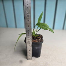 Load image into Gallery viewer, #161 Two x Headed Anthurium Vittarifolium