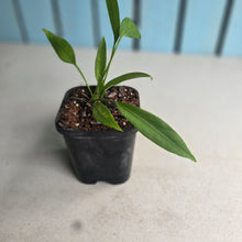 Load image into Gallery viewer, #161 Two x Headed Anthurium Vittarifolium