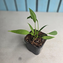 Load image into Gallery viewer, #161 Two x Headed Anthurium Vittarifolium