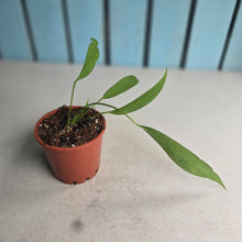 Load image into Gallery viewer, #B91 Anthurium Vittarifolium