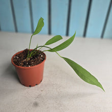 Load image into Gallery viewer, #B91 Anthurium Vittarifolium
