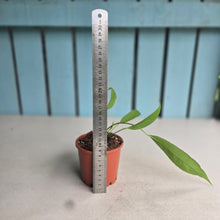 Load image into Gallery viewer, #B91 Anthurium Vittarifolium