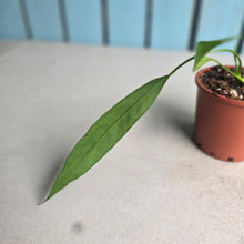 Load image into Gallery viewer, #B91 Anthurium Vittarifolium