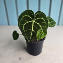 Load image into Gallery viewer, #W13 Anthurium Clarinervium