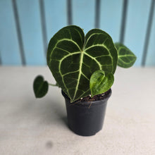 Load image into Gallery viewer, #W13 Anthurium Clarinervium