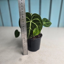 Load image into Gallery viewer, #W13 Anthurium Clarinervium