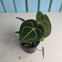 Load image into Gallery viewer, #W13 Anthurium Clarinervium