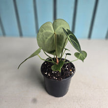Load image into Gallery viewer, #W13 Anthurium Clarinervium