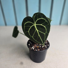 Load image into Gallery viewer, #H116 Anthurium Clarinervium