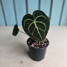 Load image into Gallery viewer, #H116 Anthurium Clarinervium