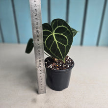 Load image into Gallery viewer, #H116 Anthurium Clarinervium