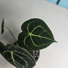 Load image into Gallery viewer, #H116 Anthurium Clarinervium
