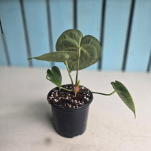 Load image into Gallery viewer, #H116 Anthurium Clarinervium
