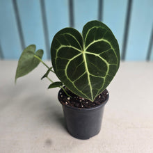 Load image into Gallery viewer, #H341 Anthurium Clarinervium
