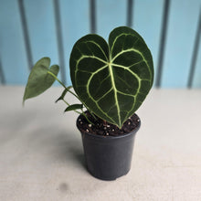 Load image into Gallery viewer, #H341 Anthurium Clarinervium